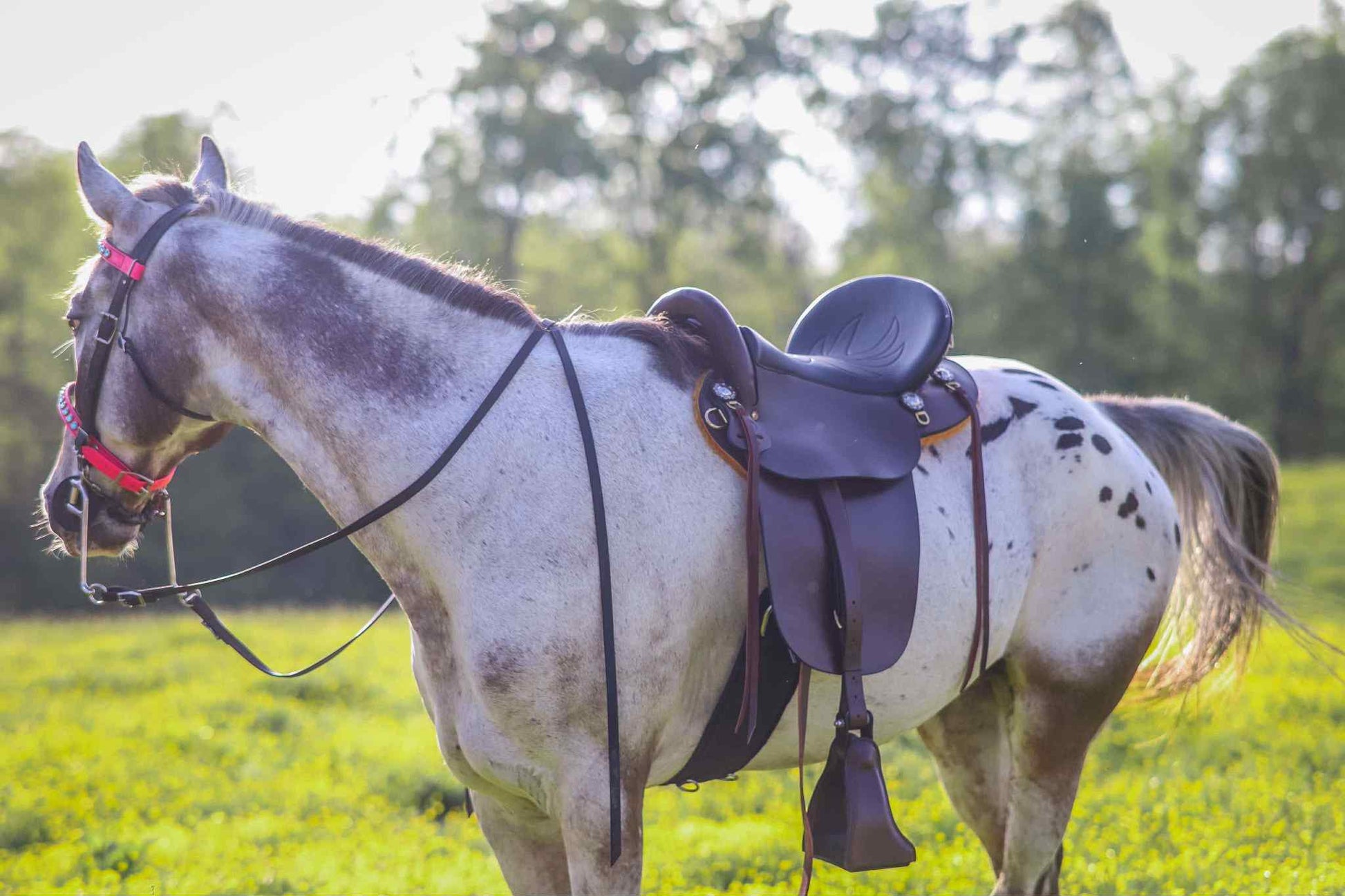 First Ever “Elite” Saddle (lightly used)