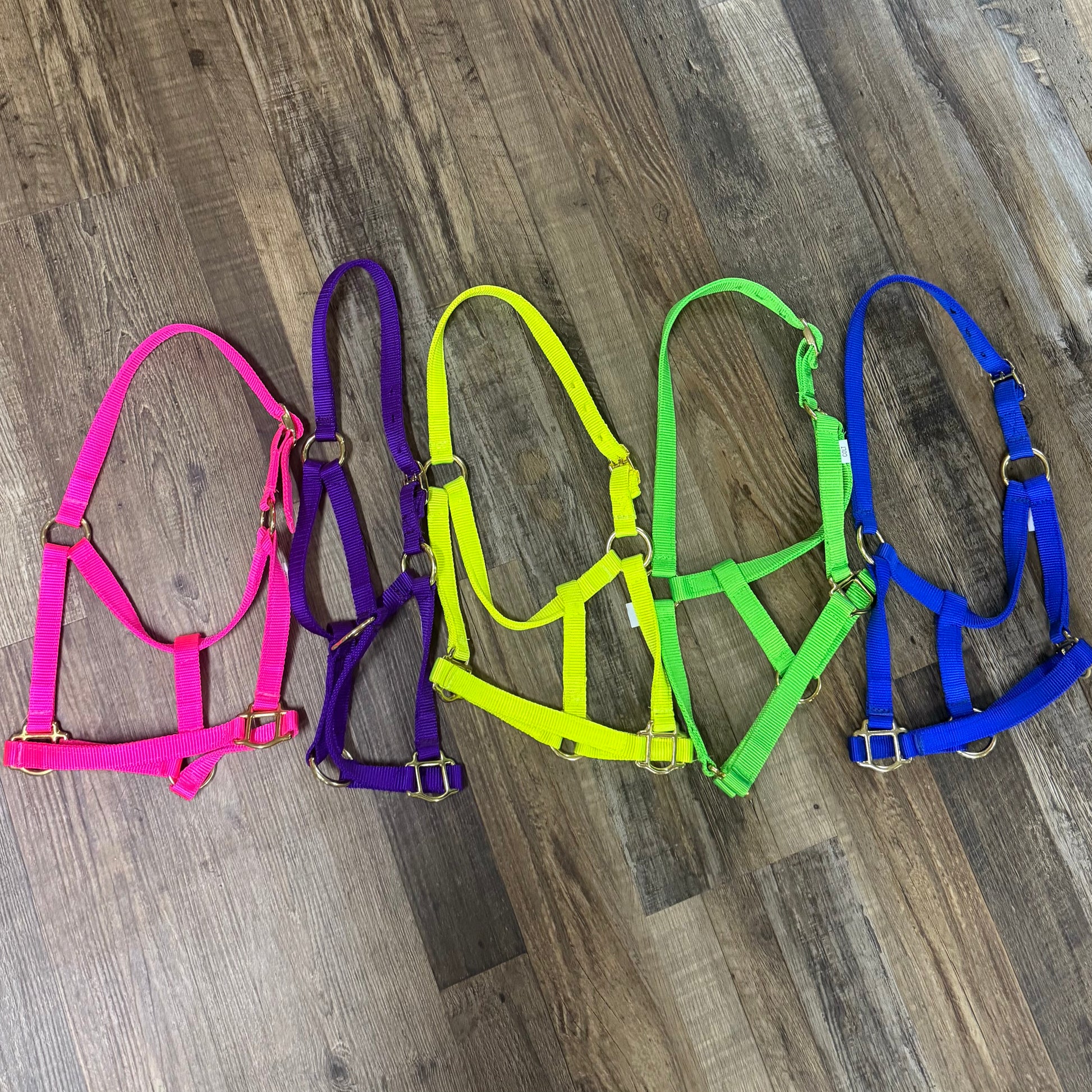 Nylon Colt Halter w/ Gold Hardware Assorted Colors