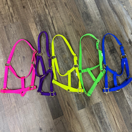 Nylon Colt Halter w/ Gold Hardware Assorted Colors