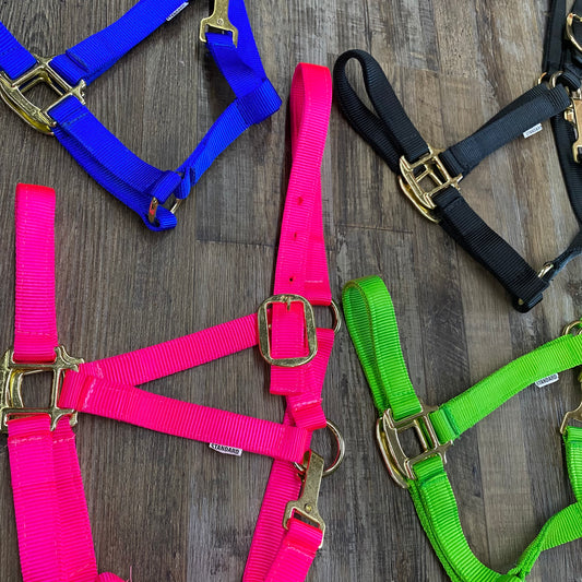 Nylon Standard Size Halter w/ Gold Hardware & Snap Assorted Colors