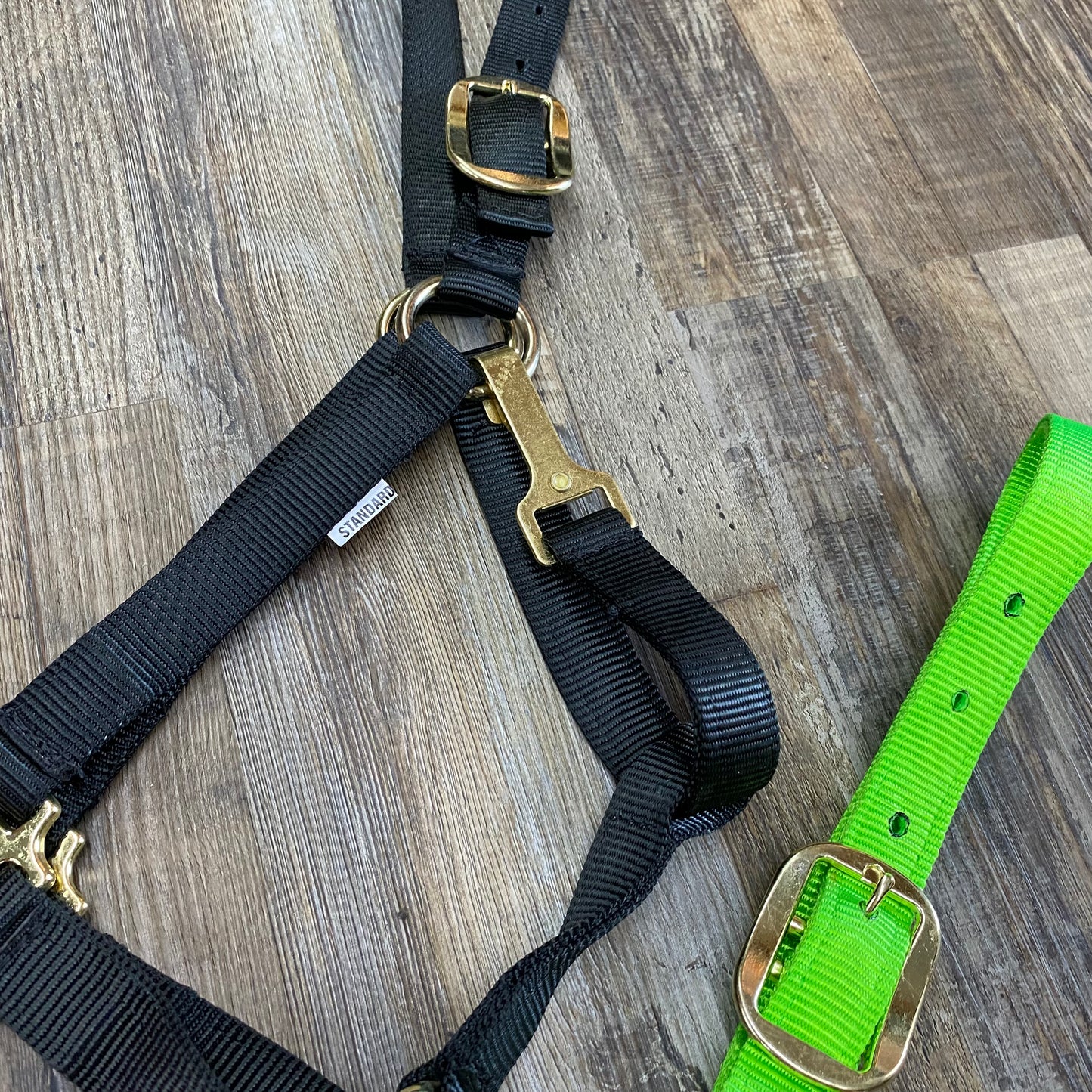Nylon Standard Size Halter w/ Gold Hardware & Snap Assorted Colors ...