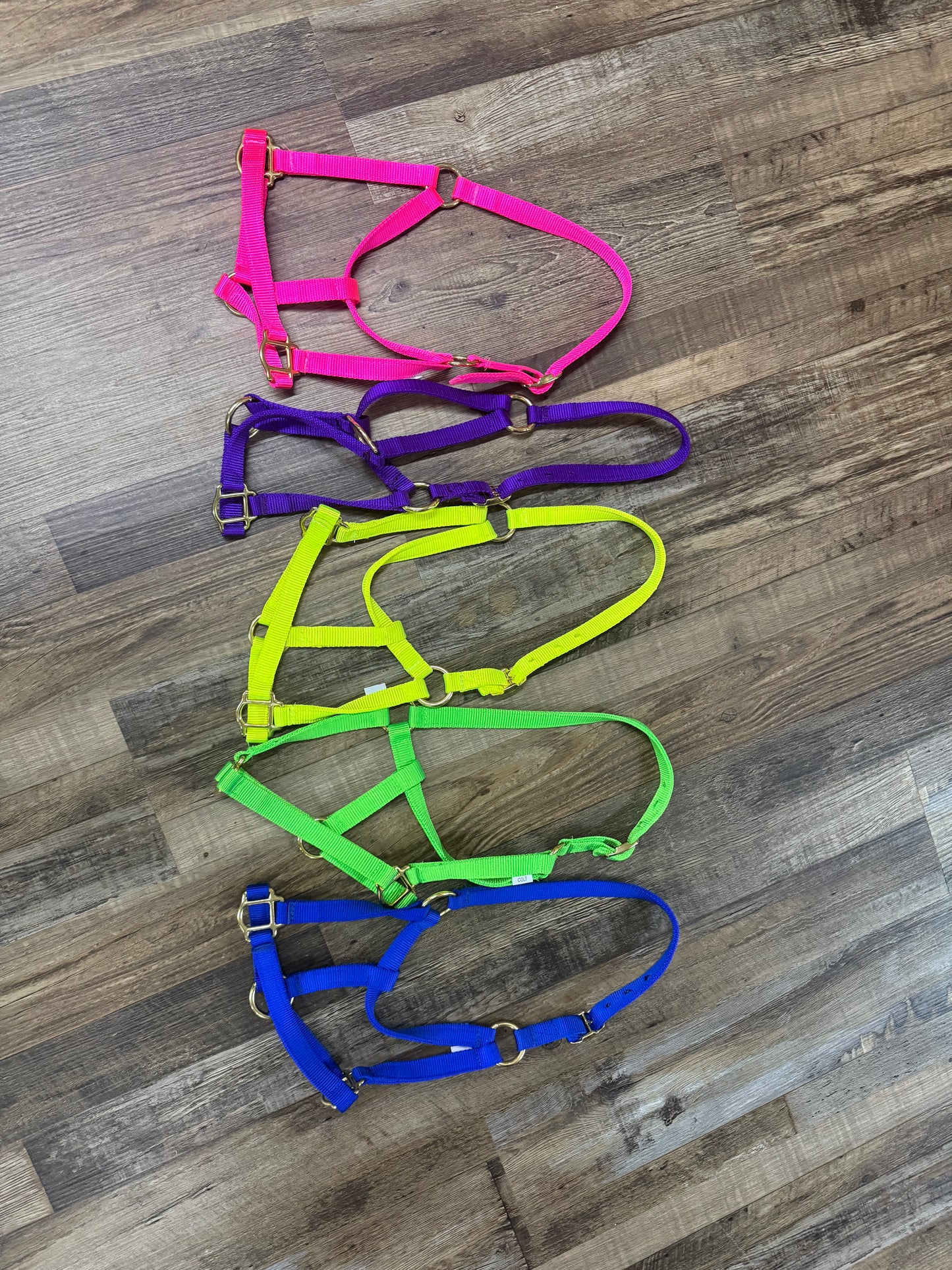 Nylon Colt Halter w/ Gold Hardware Assorted Colors