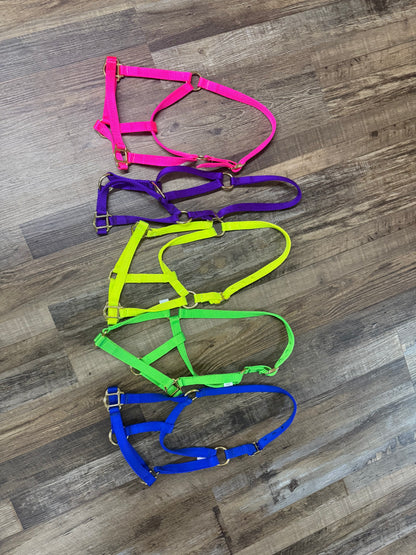 Nylon Colt Halter w/ Gold Hardware Assorted Colors