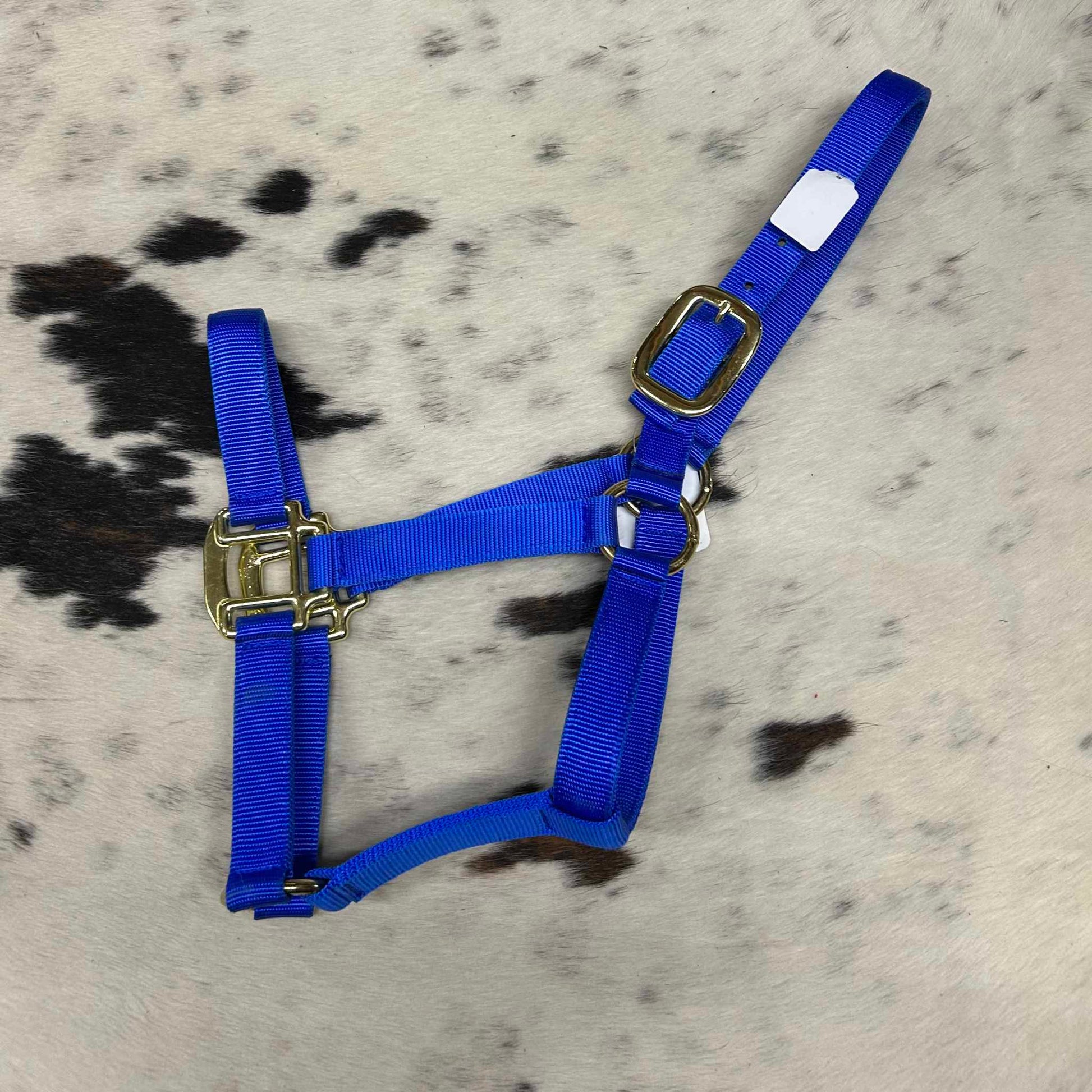 Royal Blue Nylon Yearling Halter