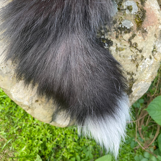 Silver Fox Tail